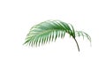 Tropical green palm leaf tree isolated on white background Royalty Free Stock Photo