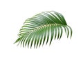 Tropical green palm leaf tree isolated on white background Royalty Free Stock Photo