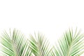 Tropical green palm leaf on white background. flat lay, top view