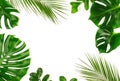 Tropical green palm leaves, branches pattern frame on a white background.