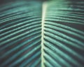 Tropical green palm leaves texture background Royalty Free Stock Photo
