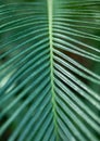 Tropical green palm leaves texture background Royalty Free Stock Photo