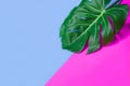 Tropical green palm monstera leaf or swiss cheese plant on pink and blue background.