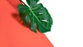 Tropical green palm monstera leaf or swiss cheese plant on pink coral and white background.