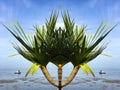 Tropical green palm tree in the beach, blue sky, Abstract natural background, Tree creativity pattern graphic design Royalty Free Stock Photo