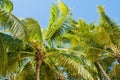 Green Palm Tree Tops Against Blue Sky