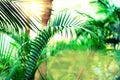 Tropical green palm trees background. Sun light effect and sunny bokeh. Summer, holiday and travel concept with copy Royalty Free Stock Photo