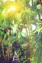 Tropical green palm trees background. Sun light effect and sunny bokeh. Summer, holiday and travel concept with copy Royalty Free Stock Photo