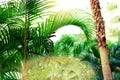 Tropical green palm trees background. Sun light effect and sunny bokeh. Summer, holiday and travel concept with copy Royalty Free Stock Photo