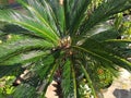 tropical green palm trees rare forest