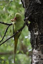 Tropical Green Parrot Eating a Peanut in a Tree Royalty Free Stock Photo