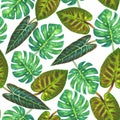 Tropical green plants background