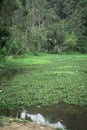 Tropical green pond landscape and pond view. Summer green water pond Royalty Free Stock Photo