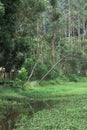 Tropical green pond landscape and pond view. Summer green water pond Royalty Free Stock Photo