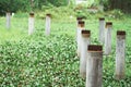 Tropical green pond landscape and pond view. Summer green water pond Royalty Free Stock Photo