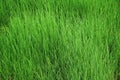 Tropical Green Swamp Grass Background