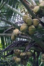 tropical green tender coconut fruit bunches Royalty Free Stock Photo