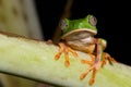 tropical green tree frog at night in amazon jungle Royalty Free Stock Photo