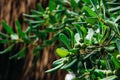 Tropical green walnut  tree close up Royalty Free Stock Photo