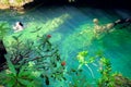 Tropical green waterfall pond at escambray, cuba Royalty Free Stock Photo