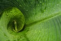 Tropical green and wet banana leaf Royalty Free Stock Photo