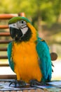 Tropical green, yellow colored parrot