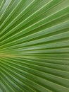 Tropical green and yellow leaf close-up, abstract green leaf texture, nature background. Royalty Free Stock Photo