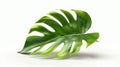 Tropical green yellow monstera leaf on white background modern. Tropical jungle palm plant, exotic philodendron leaf in Royalty Free Stock Photo