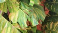 Tropical green and yellow plant Dieffenbachia Dumb Cane houseplant Mexico