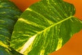 Tropical green and yellow plant Dieffenbachia Dumb Cane houseplant Mexico