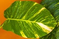 Tropical green and yellow plant Dieffenbachia Dumb Cane houseplant Mexico