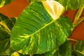 Tropical green and yellow plant Dieffenbachia Dumb Cane houseplant Mexico