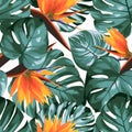 Tropical greenery philodendron monstera jungle rainforest tree leaves. Bright orange strelitzia bird of paradise flowers