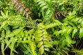 Tropical greenery top view closeup photo. Tropical foliage with green fern leaf Royalty Free Stock Photo