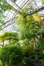 Tropical greenhouse with different evergreen plants. Botanical glasshouse with palm trees and fern Royalty Free Stock Photo