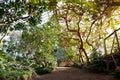 Tropical greenhouse with evergreen flowering plants, twisting trees on sunny day with beautiful light and sun rays
