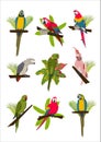 Tropical hand drawn colorful parrots set with plants and leaves. Macaw, cockatoo, gray and necklace parrot.