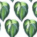 Tropical Hawaii leaves palm tree pattern in a watercolor style isolated. Royalty Free Stock Photo