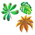 Tropical Hawaii leaves palm tree in a vector style . Royalty Free Stock Photo