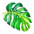 Tropical Hawaii leaves palm tree in a vector style isolated. Royalty Free Stock Photo