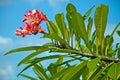 Tropical hawaiian flower Plumeria