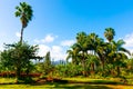 Tropical Hawaiian garden with palm trees and exotic flowers