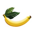 Healthy yellow banana with leaves. Isolated vector fruit in flat style. Summer clipart for design Royalty Free Stock Photo