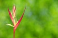 Tropical Heliconia