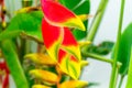 Tropical heliconia flower