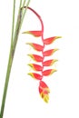 Tropical heliconia flower