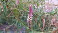 tropical herbaceous plant boroco celosia argentea