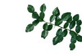 Tropical herbal plant Kaffir lime Citrus hystrix dark green leaves tree twig with thorns isolated on white background, clipping