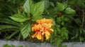 Tropical hibiscus double orange flower
