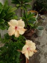 Most beautiful yellow hibiscus Flower blooming Royalty Free Stock Photo